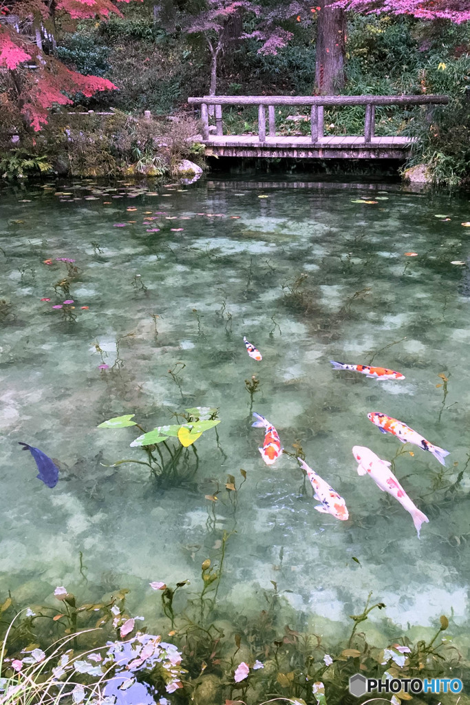 モネの池*
