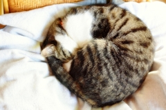 貝になって