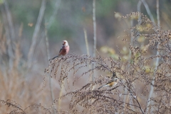 ベニマシコ♂♀
