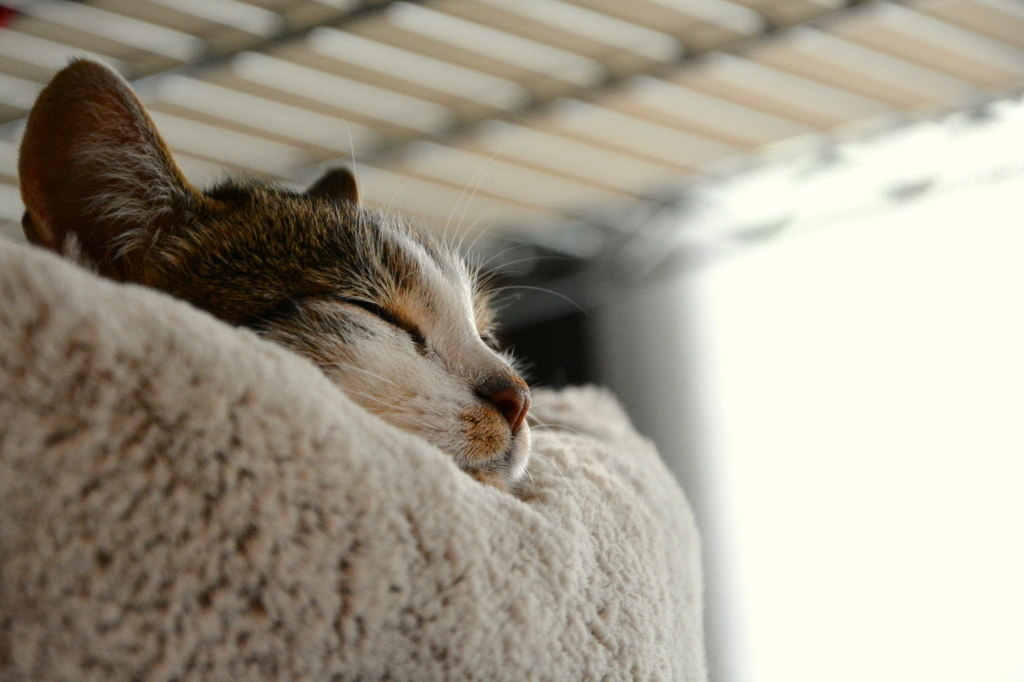 猫のいる朝 (goma)