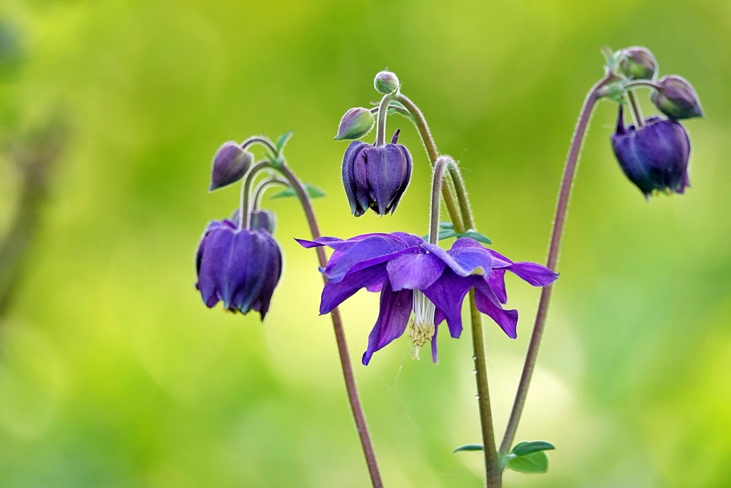 庭の花2019（オダマキ）