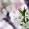 庭の花2023（スモモ）