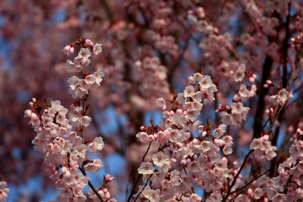 Cherry blossoms（爛漫）