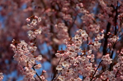 Cherry blossoms（爛漫）