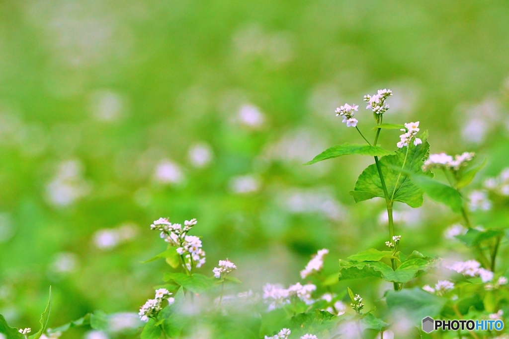 ソバの花