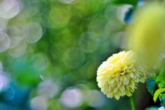 庭の花2025 (ダリア)
