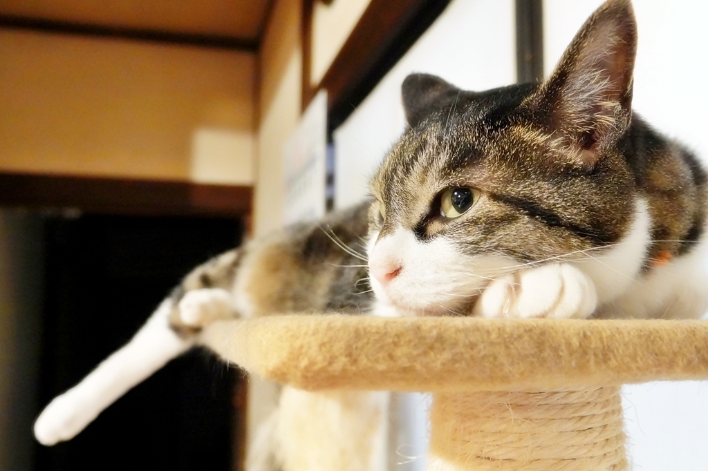 足だら〜ん
