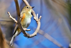 ルリビタキ♀