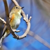 ルリビタキ♀