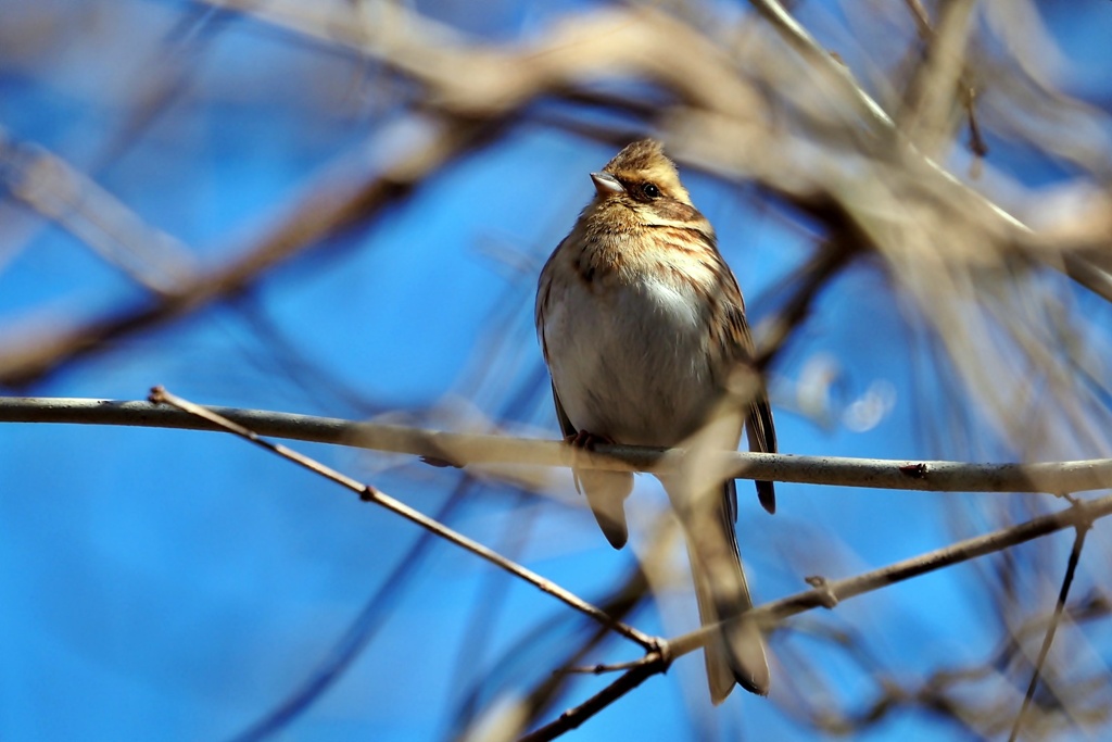 ミヤマホウジロ♀