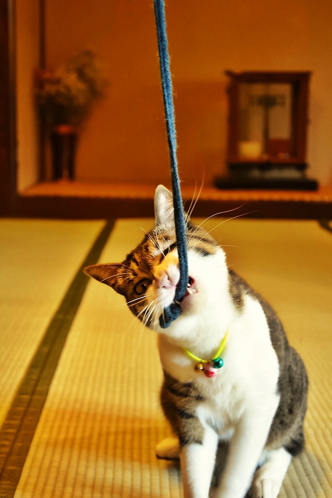 カプ〜