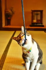 カプ〜