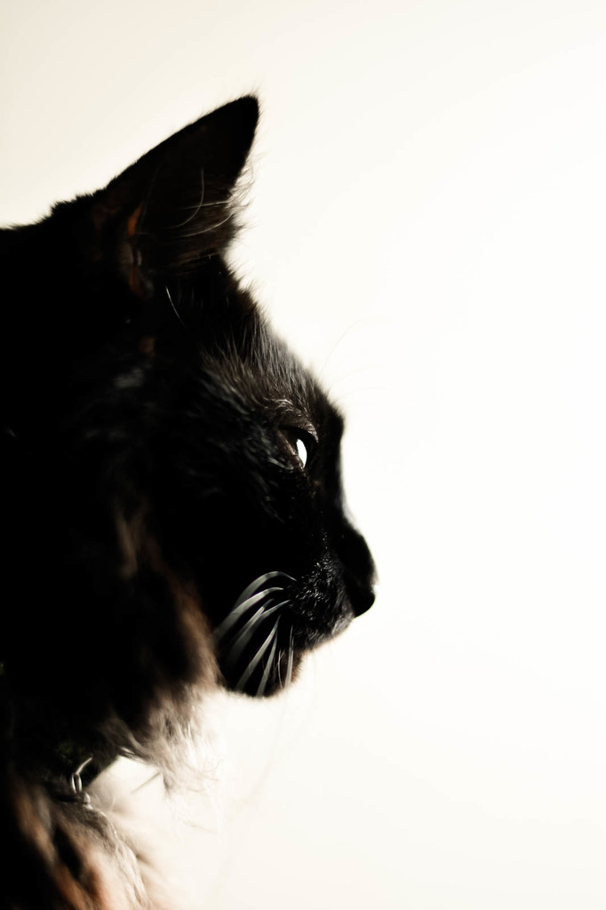 Mr.