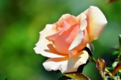庭の花