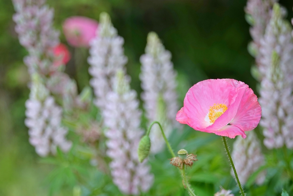 庭の花2019（ポピー）