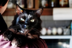 猫のいる朝