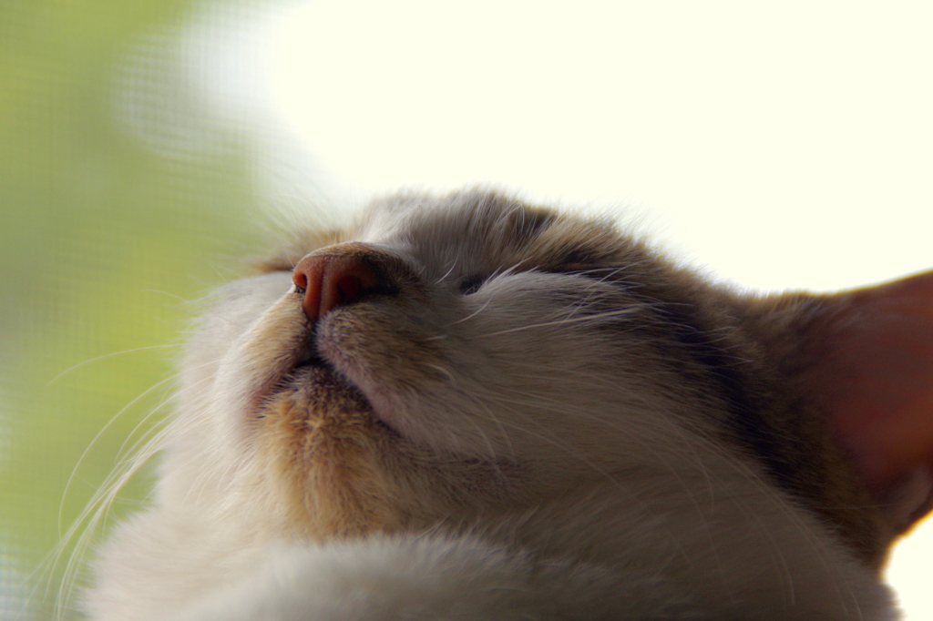 春眠