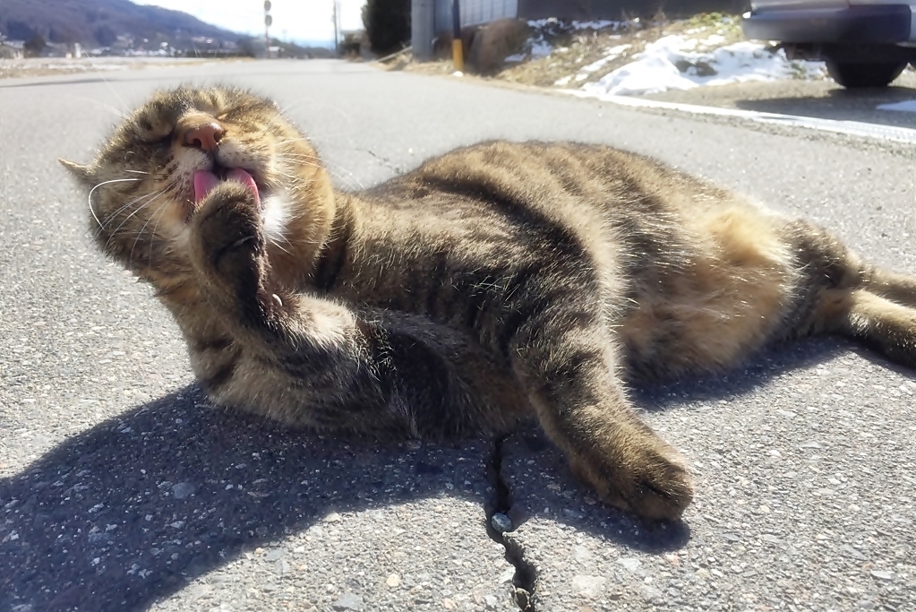 道路で寛ぐトラ吉