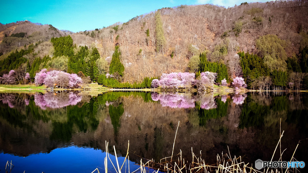 中綱湖の春