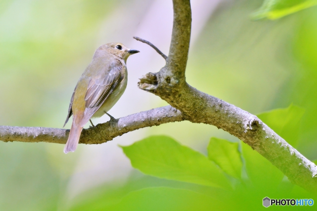 キビタキ♀