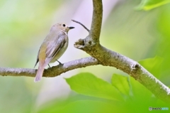 キビタキ♀