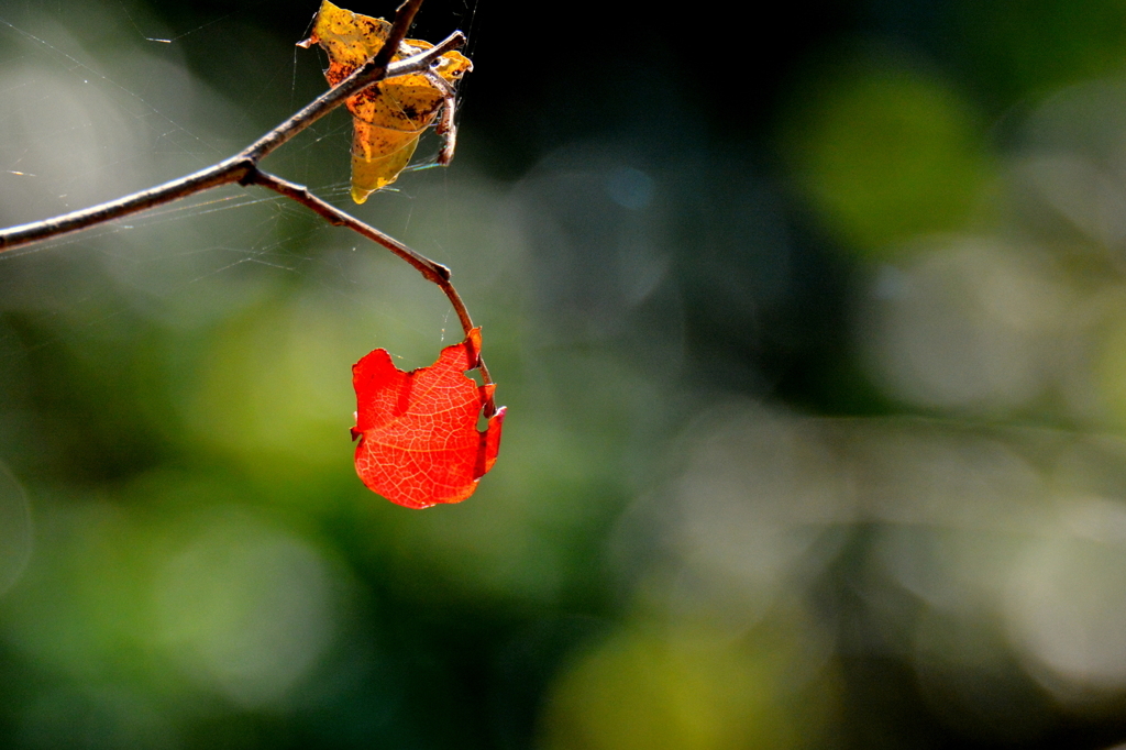 紅ひとひら