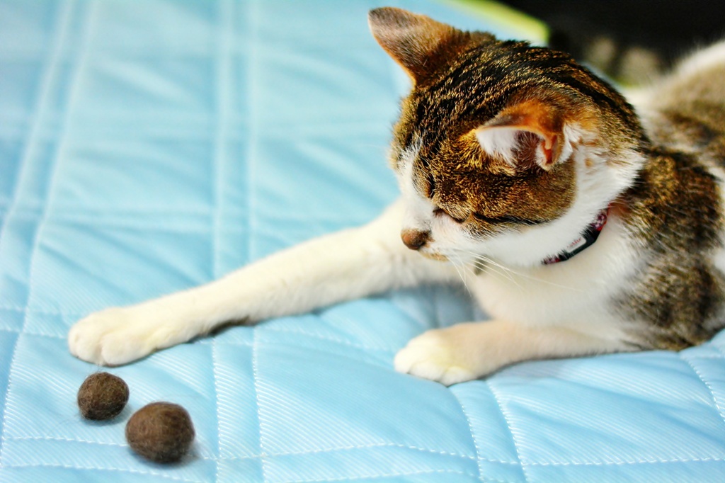 どっちにする？