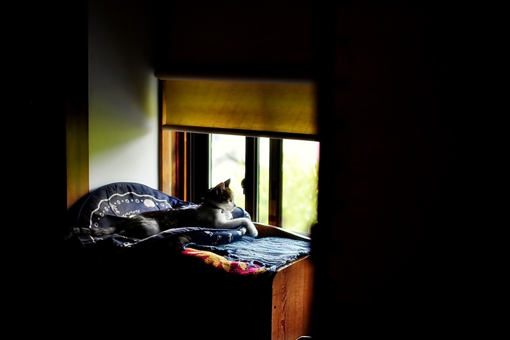 お気に入りの窓 (goma)