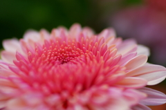菊