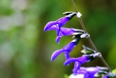 庭の花 （メドーセージ）