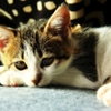 仔猫の頃 (goma)