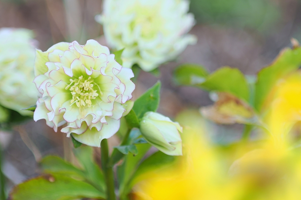 庭の花2025 (クリスマスローズ)