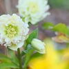 庭の花2025 (クリスマスローズ)