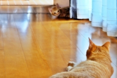 見守り (chata & fuu)