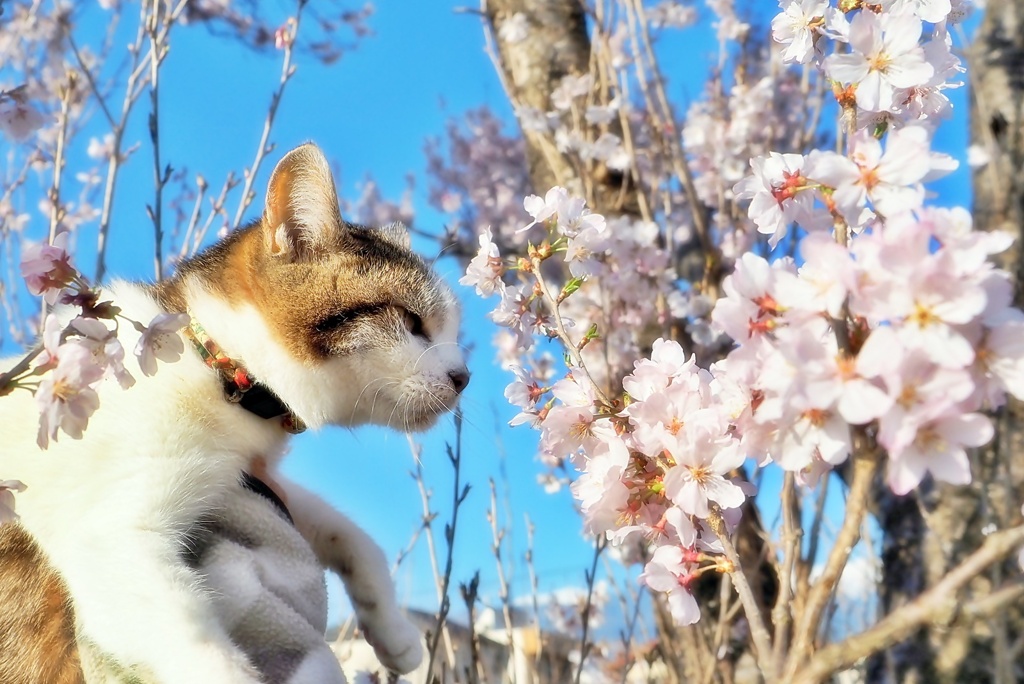 わが家のさくらと猫 (goma)