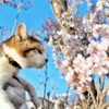 わが家のさくらと猫 (goma)