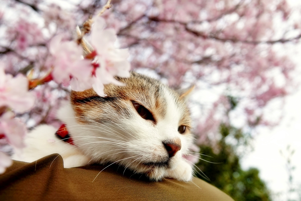 わが家の桜と (goma)