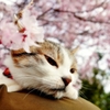 わが家の桜と (goma)