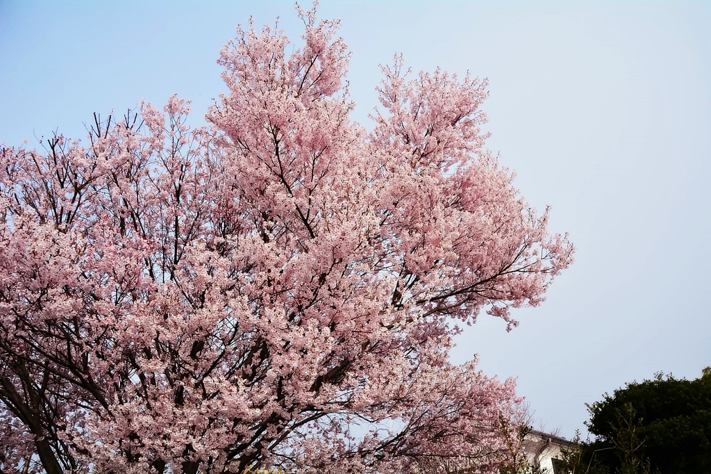sakura（満開）