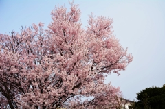 sakura（満開）