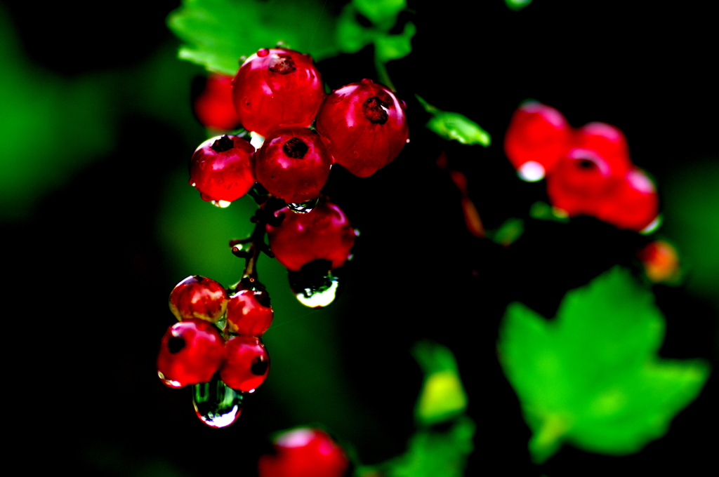 Currant