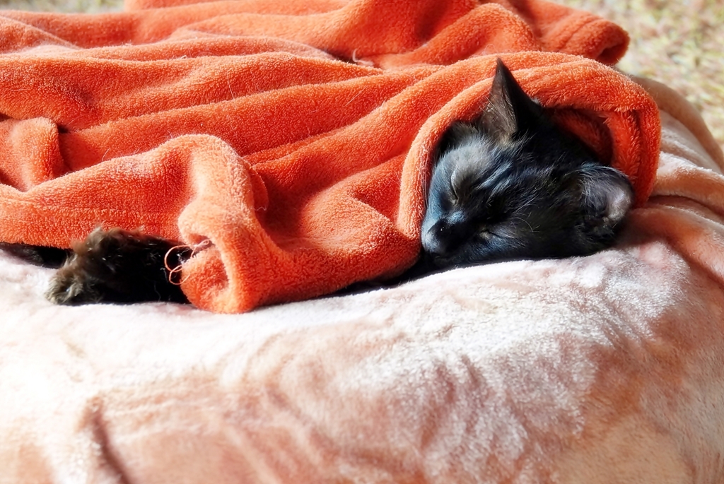 快適生活（reo）