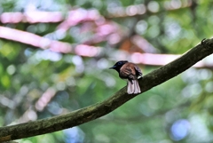サンコウチョウ♀