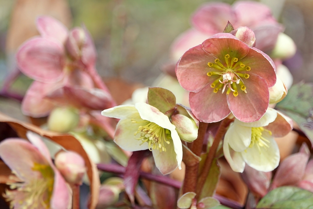 庭の花2019（クリスマスローズ）