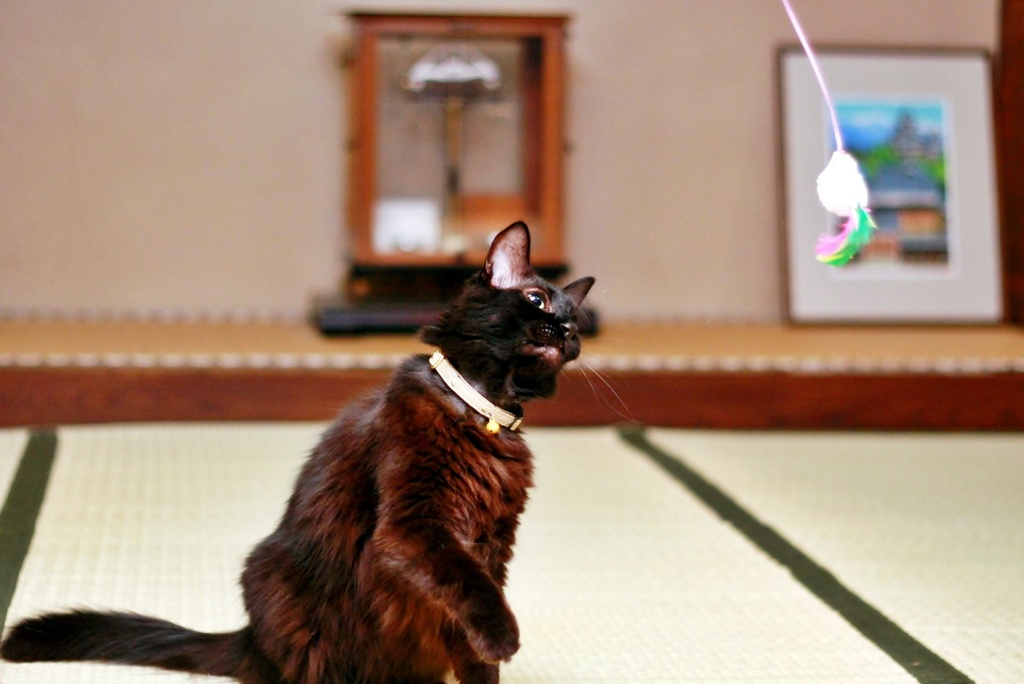 狙って〜