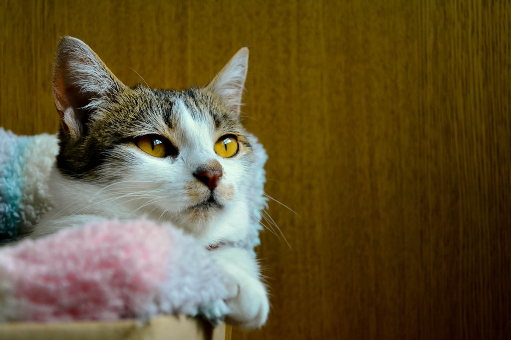 やぁ、起きたね