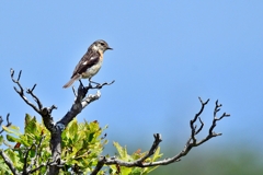 ノビタキ♀