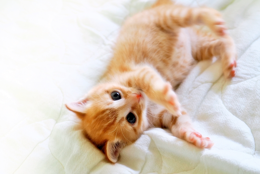 仔猫（fuu)