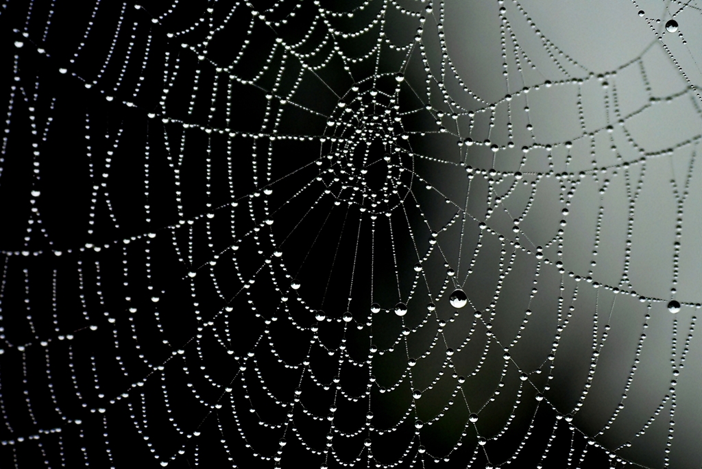 水玉カーテン**