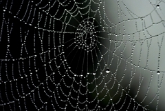 水玉カーテン**